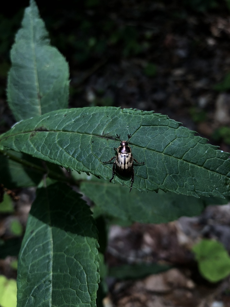 Oriental Beetle from Good Hope Rd, Landenberg, PA, US on July 1, 2023
