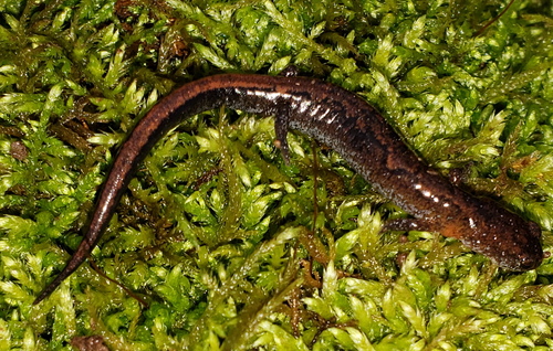 Northern Zigzag Salamander