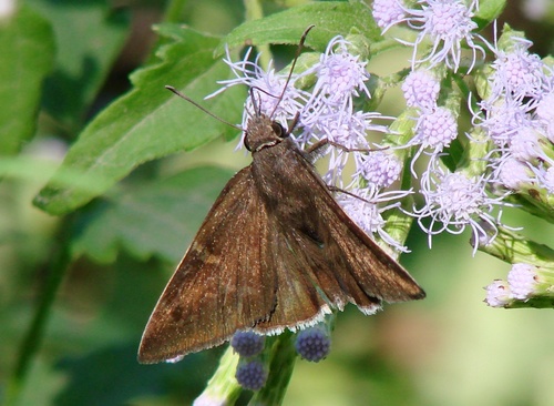 Coyote Cloudywing