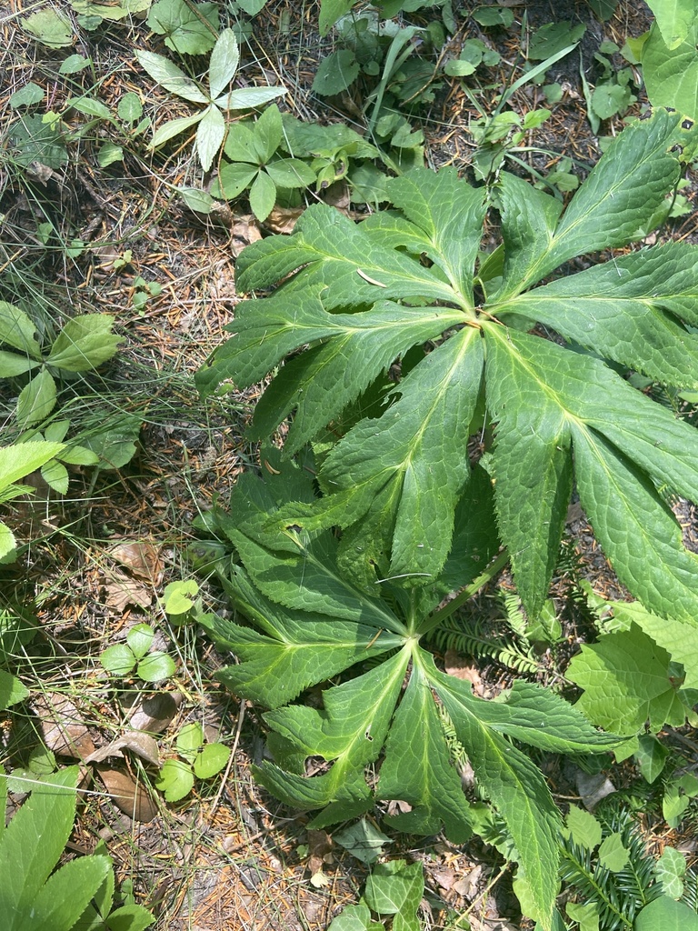 Lenten-rose from Національний Ботанічний сад ім.М.М.Гришка НАН України ...
