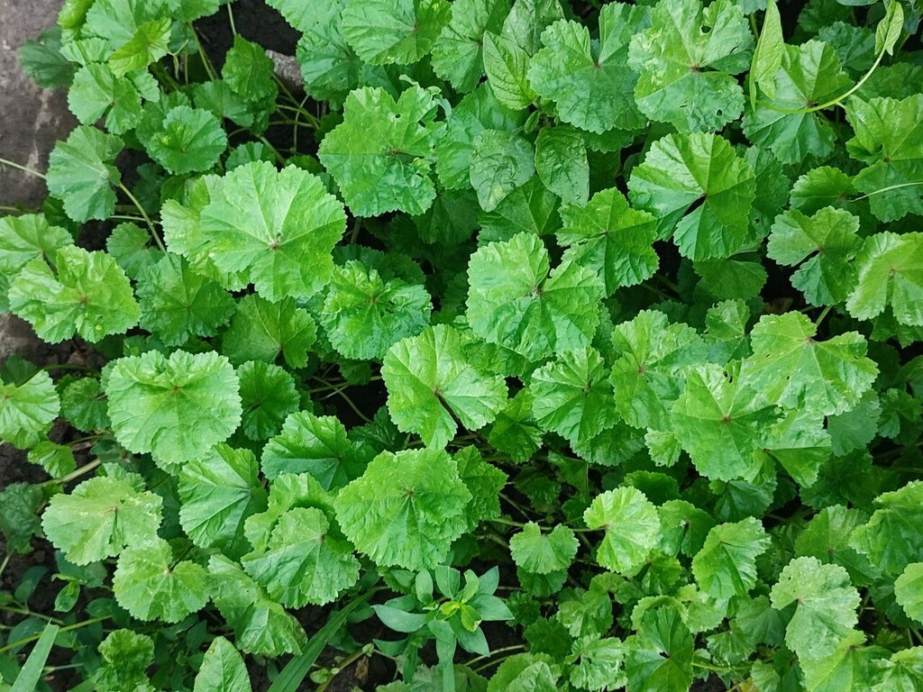 Small Mallow by Анастасія Соловйова · iNaturalist