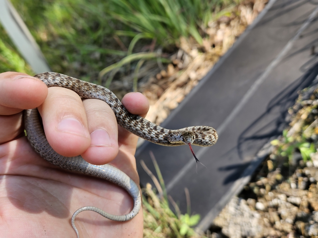 Dekay's Brownsnake from Lafayette, WI 54656, USA on July 6, 2023 at 09