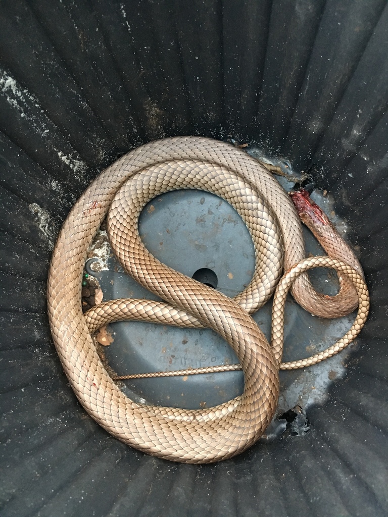 Eastern Coachwhip from 212 S College St, Macclenny, FL, US on December ...