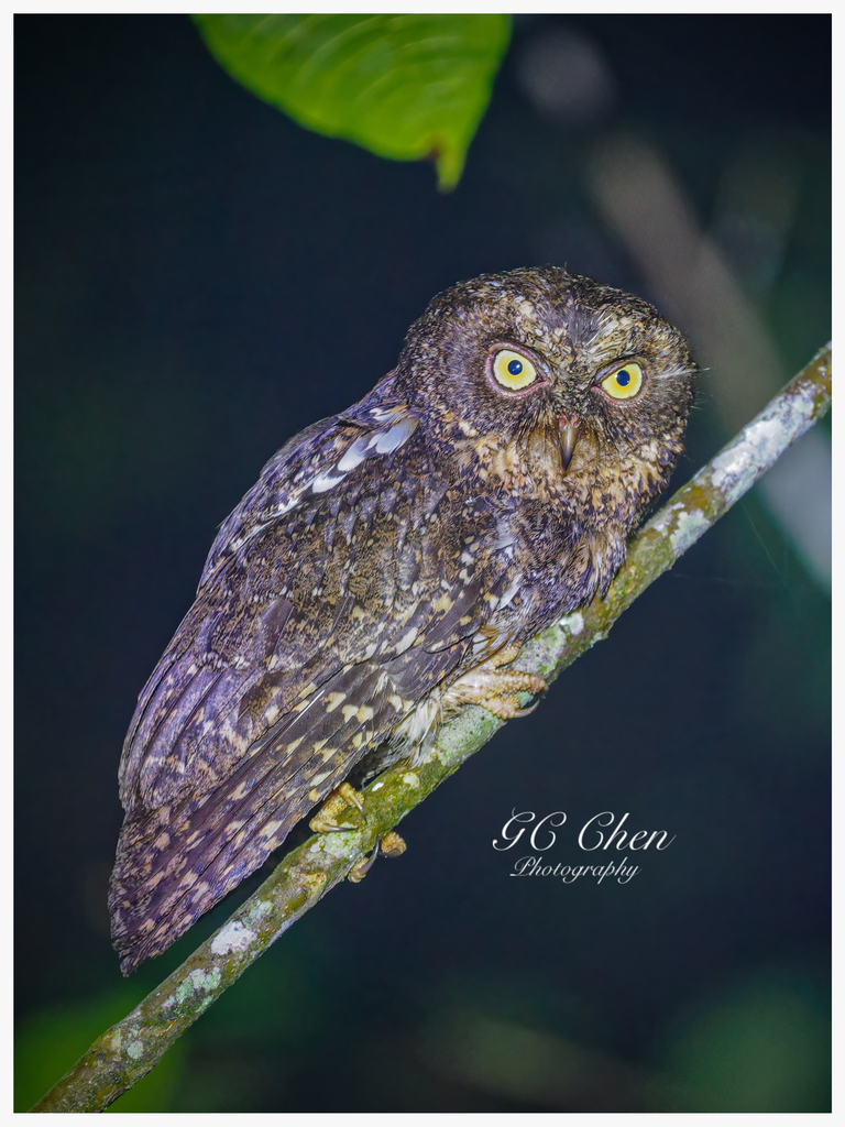 Sula Scops-Owl photo