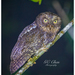 Sulawesi Scops-Owl - Photo (c) Chen Gim Choon, all rights reserved, uploaded by Chen Gim Choon