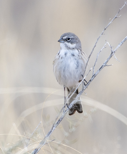 Sagebrush Sparrow