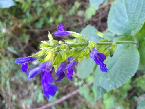 Mexican Sage