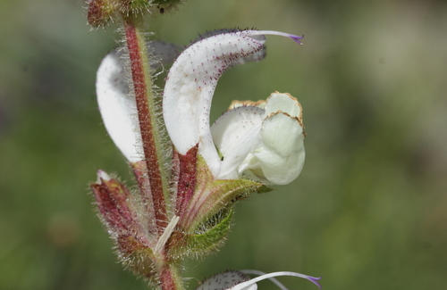 Cilician Sage (Salvia cilicica)