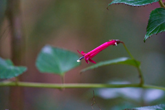 Centropogon costaricae image