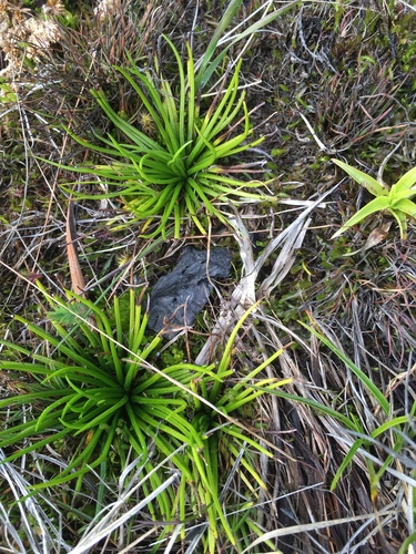 Isoëtes storkii