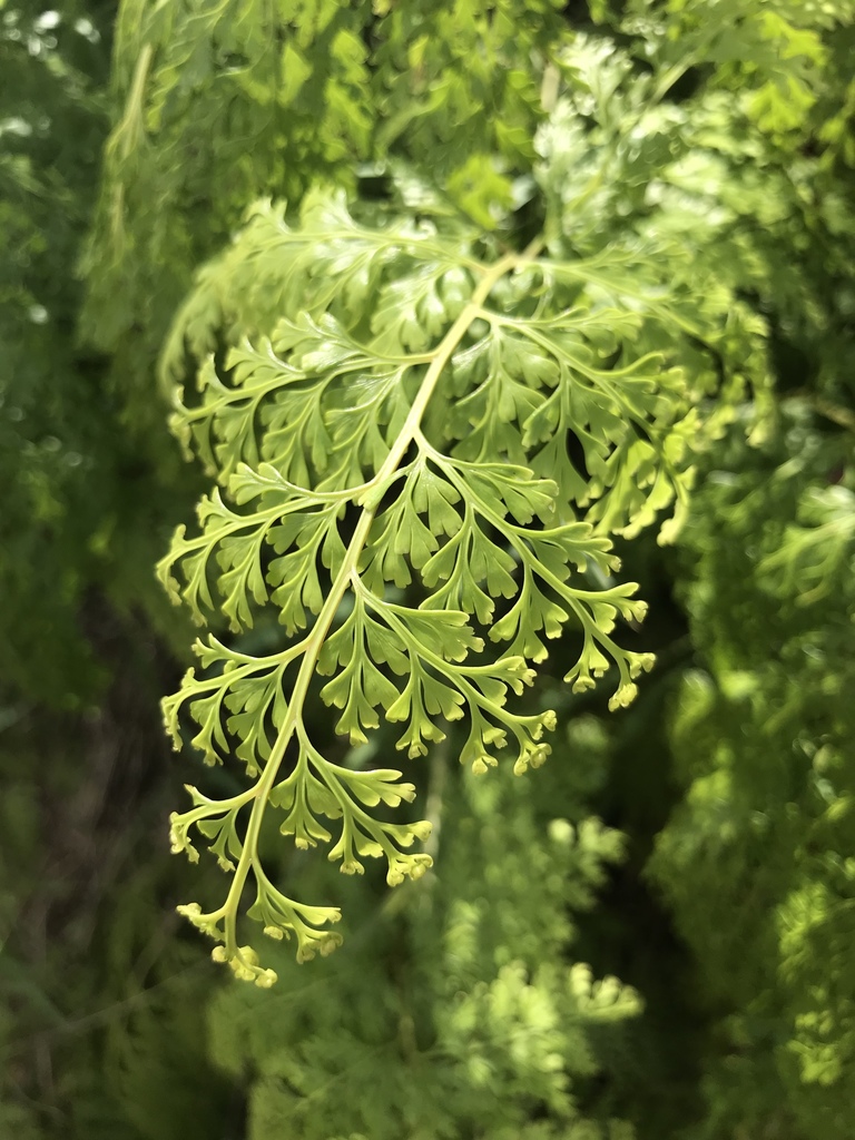Odontosoria chinensis (Odontosoria chinensis)