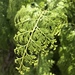 Odontosoria chinensis - Photo (c) wildkauai18, כל הזכויות שמורות