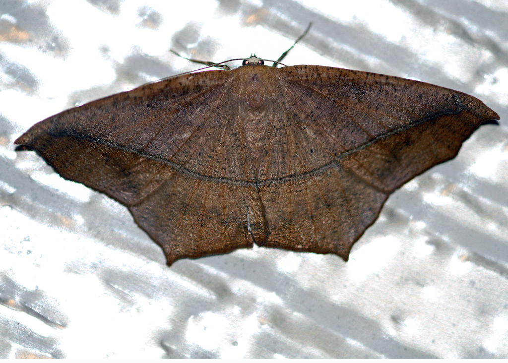 Large Maple Spanworm Moth In July 2023 By Thyger INaturalist Large maple spanworm moth in july 2023 by thyger inaturalist