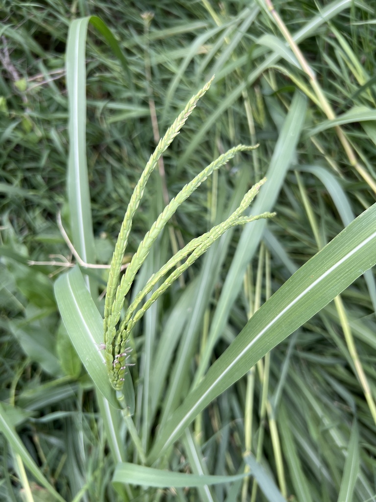 eastern gamagrass from Lincoln, NE, US on July 6, 2023 at 03:27 PM by
