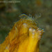 Observation photo