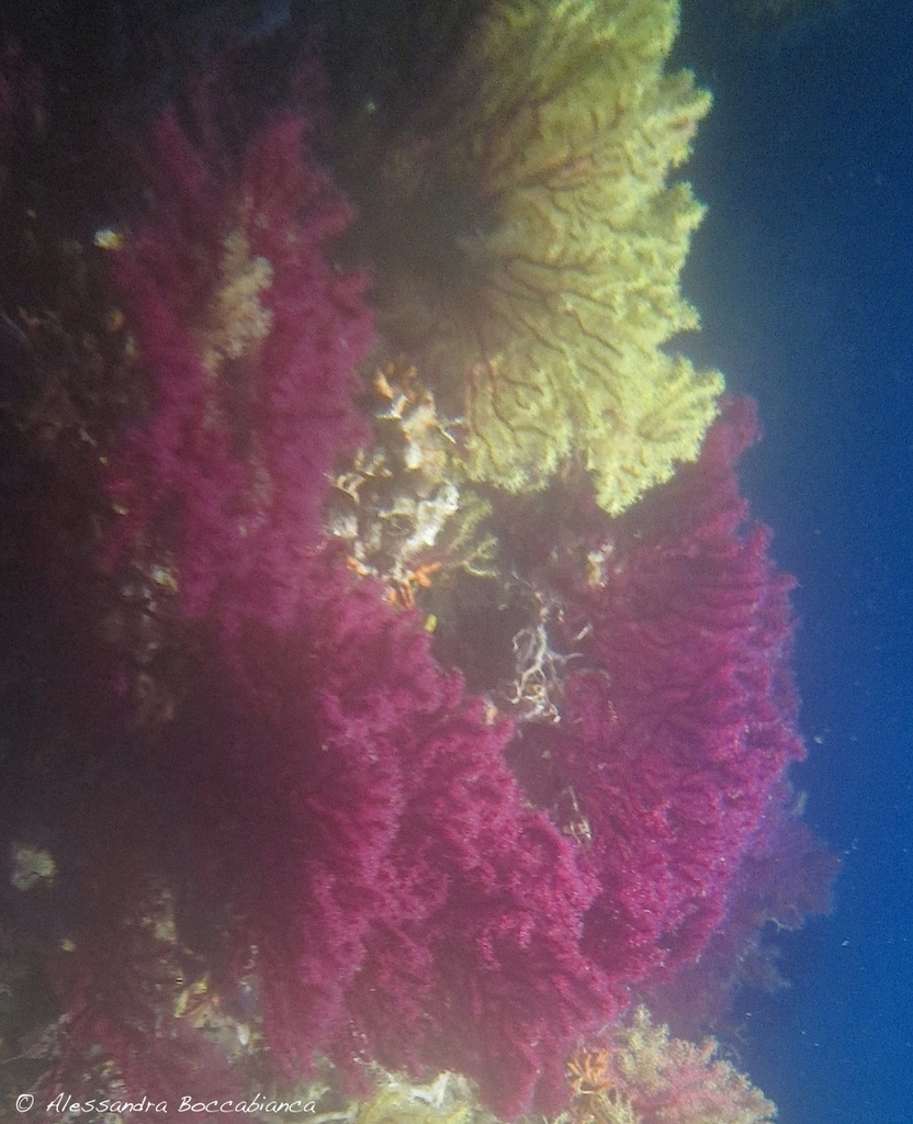Violet gorgonian sea fan