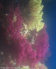 Violet gorgonian sea fan