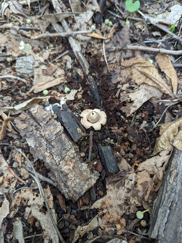 Geastrum