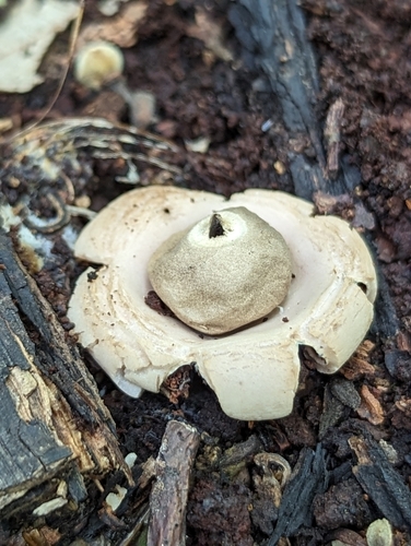 Geastrum (Photo 2 of 5)