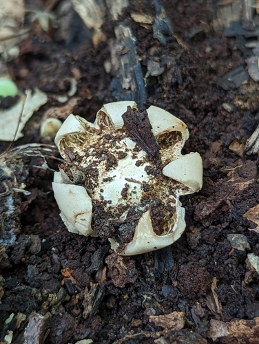 Geastrum (Photo 3 of 5)