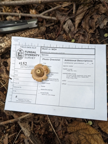 Geastrum (Photo 4 of 5)