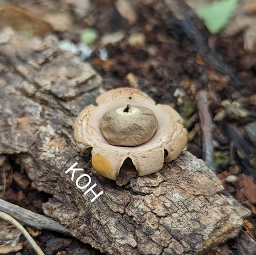 Geastrum (Photo 5 of 5)