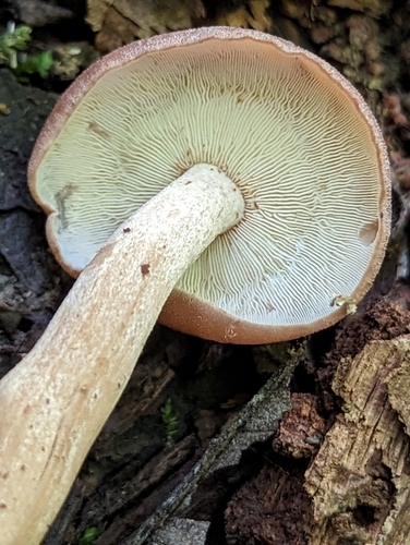 Rhodocollybia laulaha