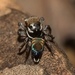 Otto's Peacock Spider - Photo (c) Nicholas John Fisher, all rights reserved