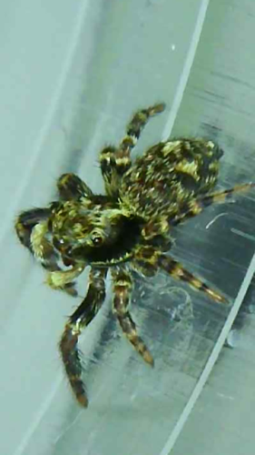 Black-palped Jumping Spider