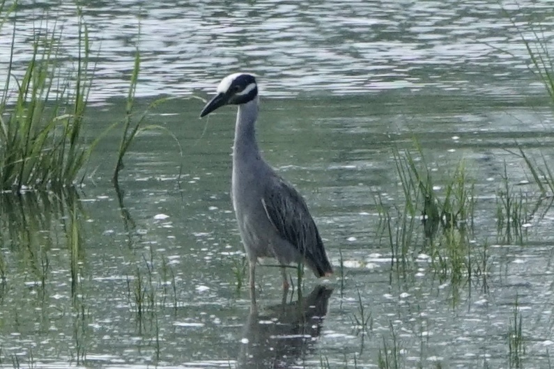 Yellow-crowned Night-Heron from Gateway National Recreation Area, New ...