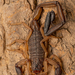 埃氏似刺尾蠍 - Photo 由 Diego Barrales 所上傳的 (c) Diego Barrales，保留所有權利