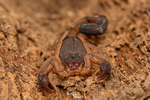 Edward's Bark Scorpion