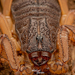 Centruroides edwardsii - Photo (c) Diego Barrales, all rights reserved, uploaded by Diego Barrales