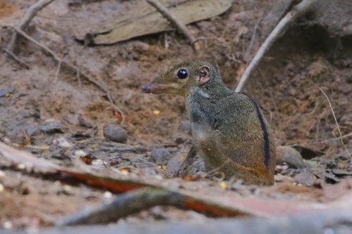 Striped Treeshrew (Tupaia dorsalis) · iNaturalist United Kingdom