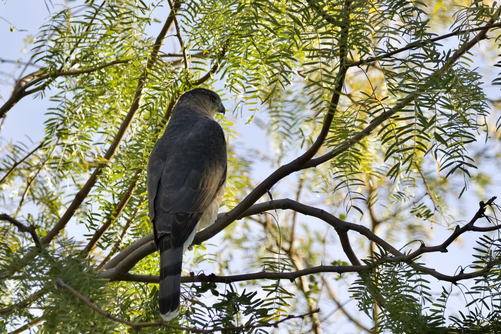 Cooper's Hawk from Gilbert, AZ, USA on November 30, 2022 at 0926 AM by wildmushroom · iNaturalist