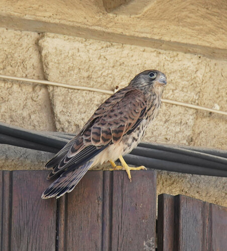 Lesser Kestrel