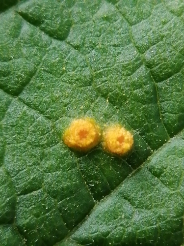 Red Raspberry Yellow Rust