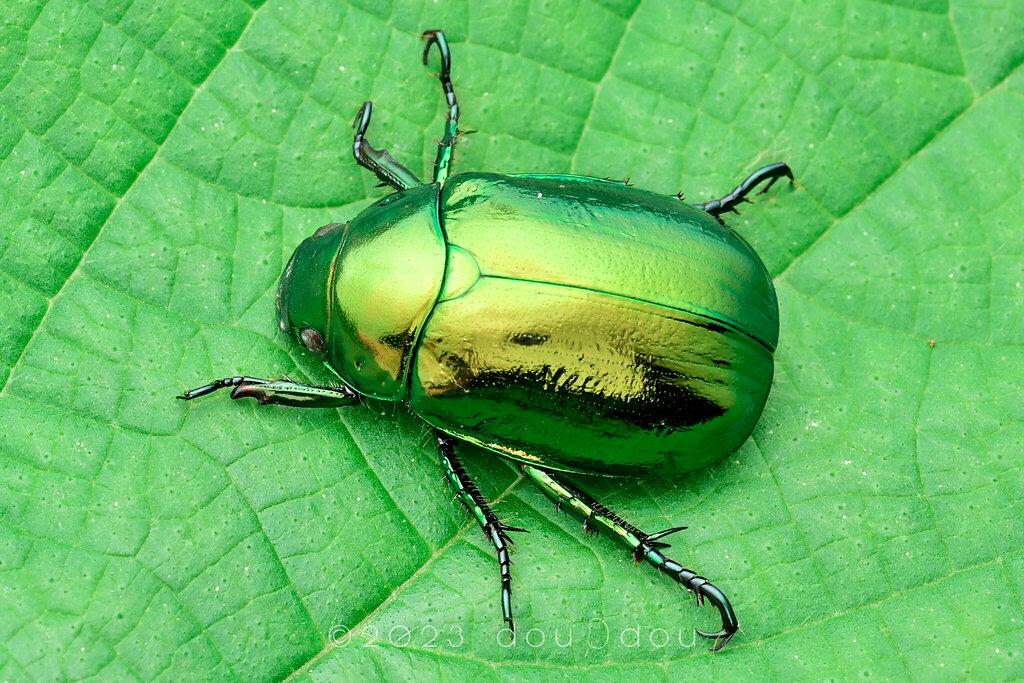 Japanese Fruit Beetle from 中国浙江省杭州市临安区浙西大峡谷 on June 22, 2023 at 0218