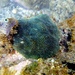 Coral de Costra Azul - Photo (c) chris-26, todos los derechos reservados