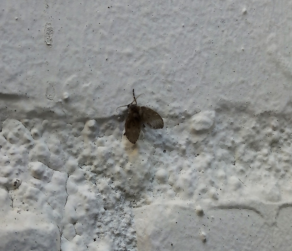 Bathroom Moth Fly from 9731 CG Groningen, Netherlands on July 7, 2023 ...