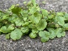 Sibthorp's Pennywort - Photo (c) Misha Zitser, all rights reserved, uploaded by Misha Zitser