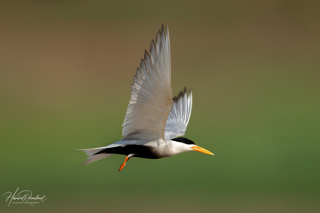Black-bellied Tern photo