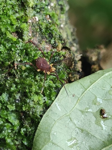 Panopiliops