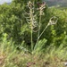 Astragalus ornithopodioides - Photo (c) mustafa gökmen, all rights reserved, uploaded by mustafa gökmen