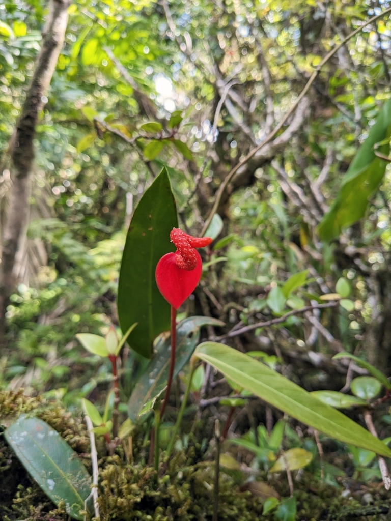 Flamingo Flower (Anthurium scherzerianum) · iNaturalist