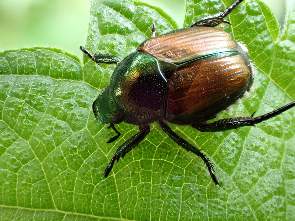 Japanese Beetle in July 2023 by King Chan · iNaturalist