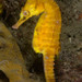 Observation photo