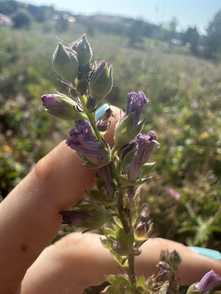 Oregon Checkermallow from SE Footloose Dr, Pullman, WA, US on July 7