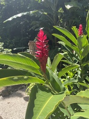 Alpinia purpurata image