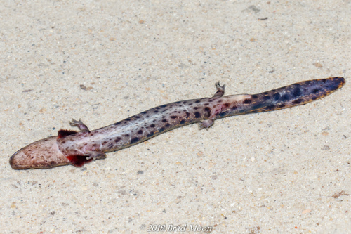 Red River Mudpuppy